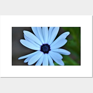 Margarita White Cape Daisy Posters and Art